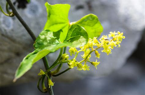 Tamus communis Dioscorea communis 1 Gewöhnliche Schmer Flickr