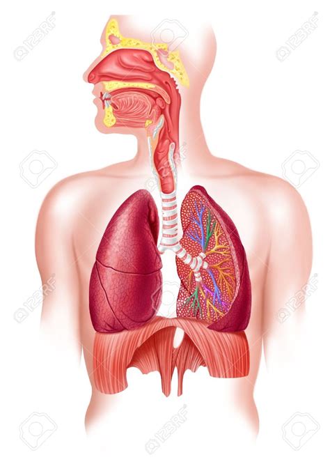 Juegos De Ciencias Juego De Sistema Respiratorio Localiza Sus Partes