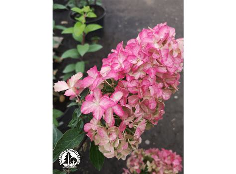 Latvijas St Di Hydrangea Paniculata Fraise Melba Renba