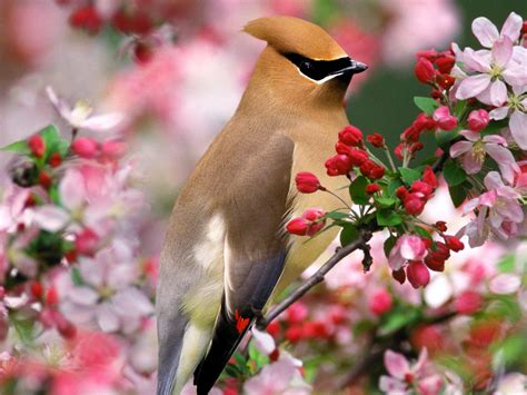 flowers  birds wallpapers wallpaper cave