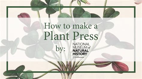 How To Press Plants From Your Backyard Smithsonian Voices National