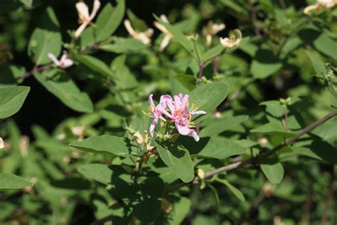 Les plantes exotiques envahissantes de la Réserve naturelle Gault