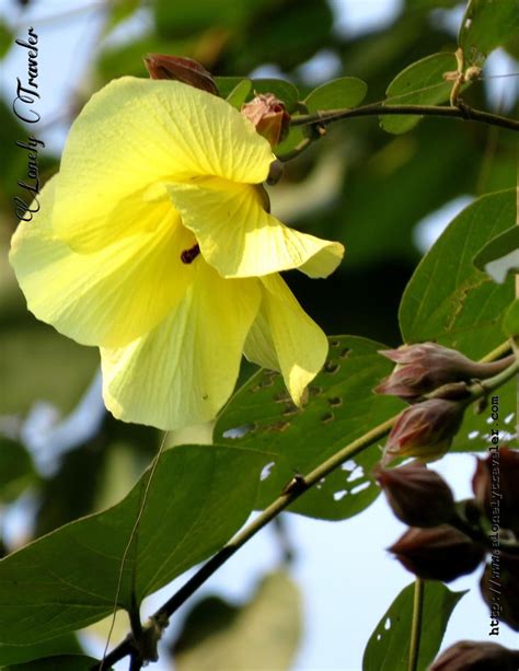 Porosh Pipul Fulপরশ পিপুল ফুল Thespesia Populnea Plants Hibiscus