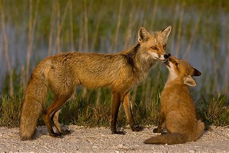 Mom and baby fox - Fox Photo (24577255) - Fanpop