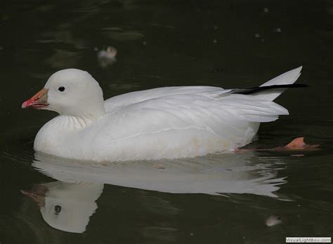 Types Of Geese Species Identify Goose Wildfowl Photography