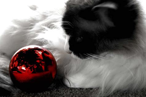 Unimpressed Kitty Is Unimpressed With Christmas Charlies Flickr