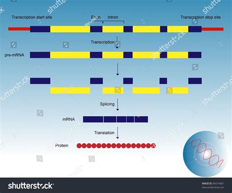 Gene Structure Stock Photo 84319681 : Shutterstock