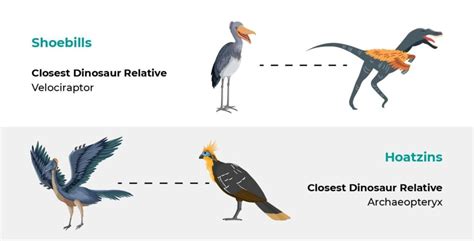 The Evolution of Birds - Wise Owl Blog by Love Garden Birds