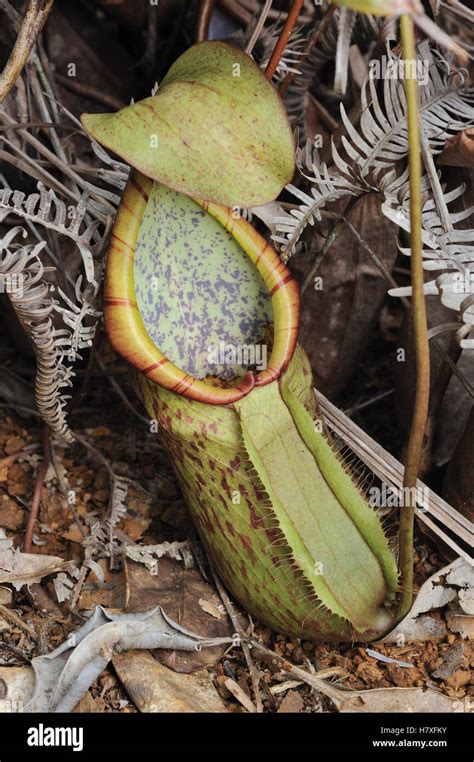 Pitcher Plant (Nepenthes macrovulgaris), Lahad Datu, Borneo, Malaysia ...