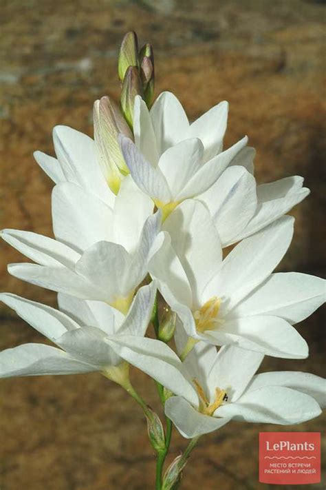 Иксия многоколосковая (Ixia polystachya) — описание, выращивание, фото ...