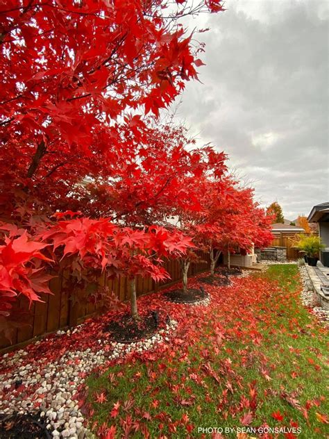 Buy Acer palmatum 'Fireglow' Japanese Maple — Mr Maple │ Buy Japanese