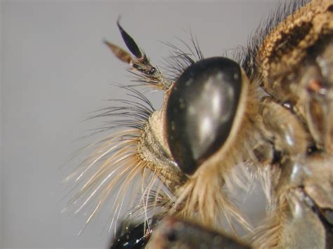 Photographic Atlas And Identification Key To The Robber Flies Of Germany