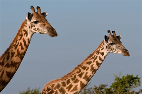 giraffes   maasai stock photo  maasai giraffes giraffa
