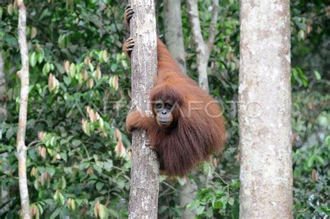 Orang Utan Taman Nasional Bukit Tigapuluh Antara Foto