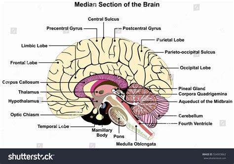 Drawing Of The Brain With Labels at PaintingValley.com | Explore ...