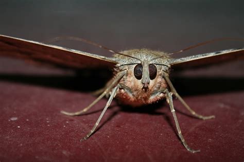 Borboleta Inseto Jardim Foto Gratuita No Pixabay Pixabay