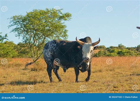 Nguni Bull Stock Photo Image Of Horned Indigenous Interior 35247102