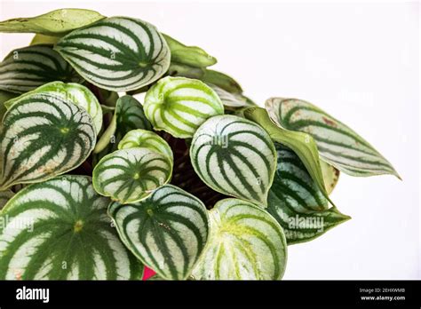 Sandía peperomia peperomia argyreia planta con un atractivo patrón de