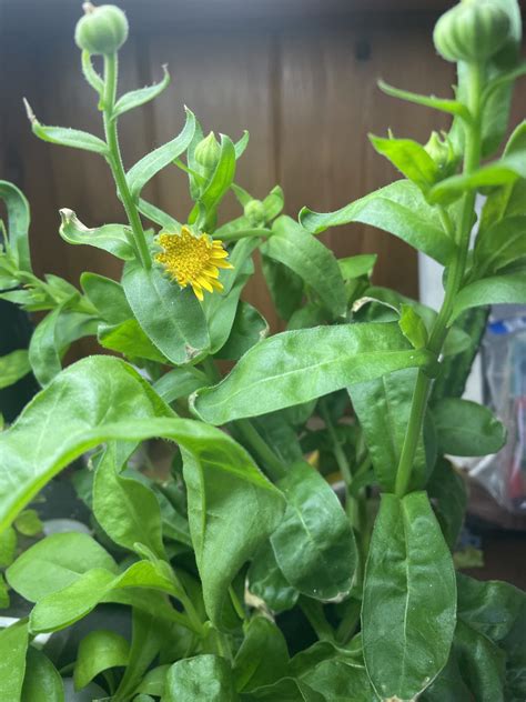 The Flower that Literally Changed My Life