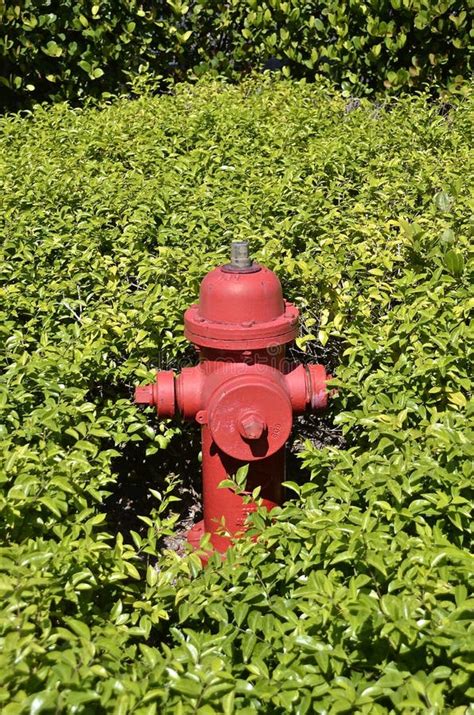 Fire Hydrant Surrounded By Green Plants Stock Photo Image Of