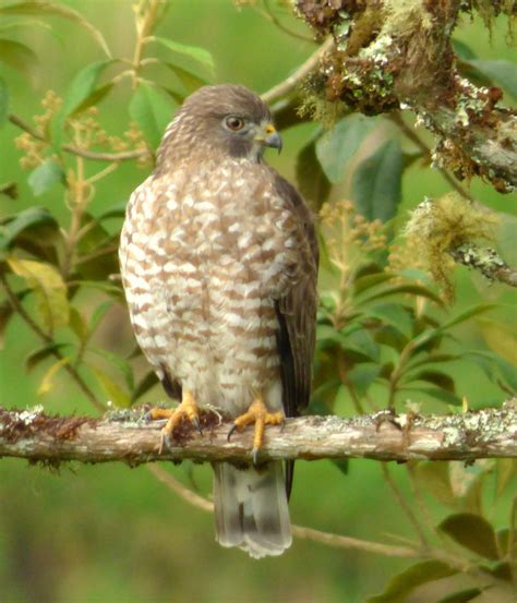 Broad Winged Hawk Birds Of The Okanagan Similkameen · Inaturalist Canada