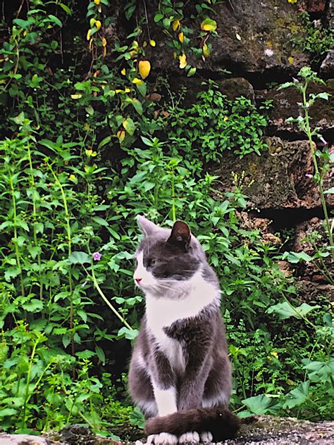 Fotos Gratis Césped Flor Verde Gatito Gato Jardín Fauna