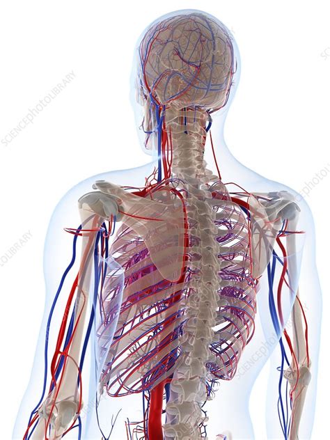 Male Vascular System Artwork Stock Image F005 6510 Science Photo