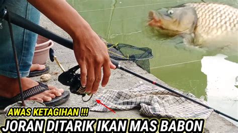 INI CARAKU TEKNIK MANCING IKAN MAS SEMI GLOSOR GALAPUNG IKAN