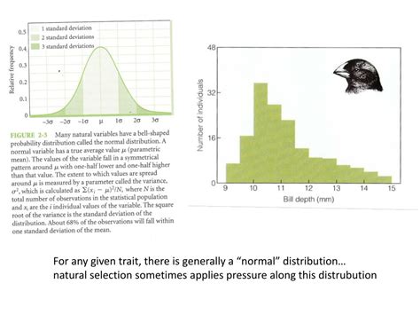 PPT - Natural Selection & Speciation PowerPoint Presentation, free download - ID:1829286