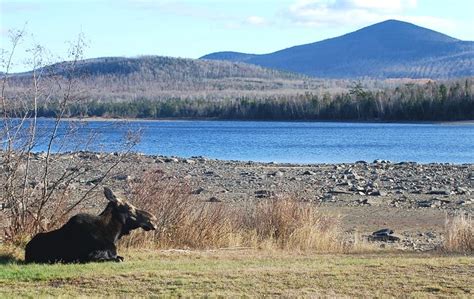 Moose Watching, Tours and Safaris in Kokadjo, Moosehead Lake and ...