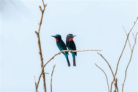 Merops Gularis Ssp Gularis Black Bee Eater Meropidae Flickr