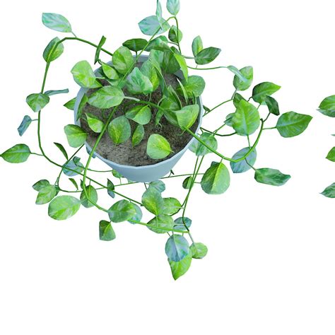 ds max scindapsus aureus