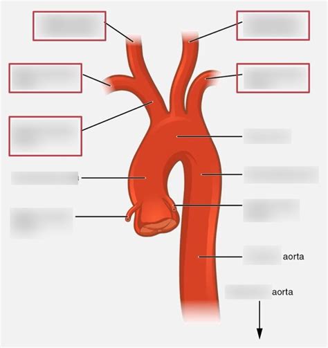 Branches Of The Aortic Arch Diagram Quizlet