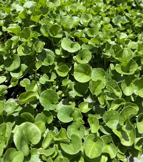 Dichondra Lawn (Pros and Cons and Varieties)