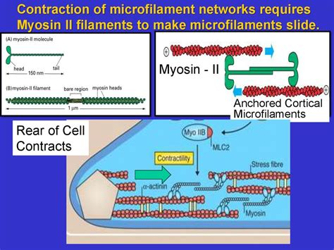 The Cytoskeleton Microfilaments Essential Cell Biology презентация