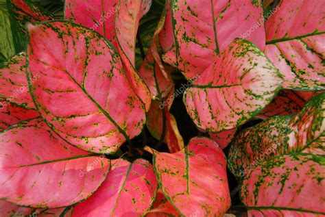 Green Pink Leaves on ornamental indoor plants — Stock Photo © Nikonite ...