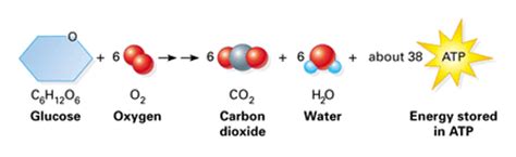 Chapter 4: Cells and Energy - Mr. Krueger's Biology 
