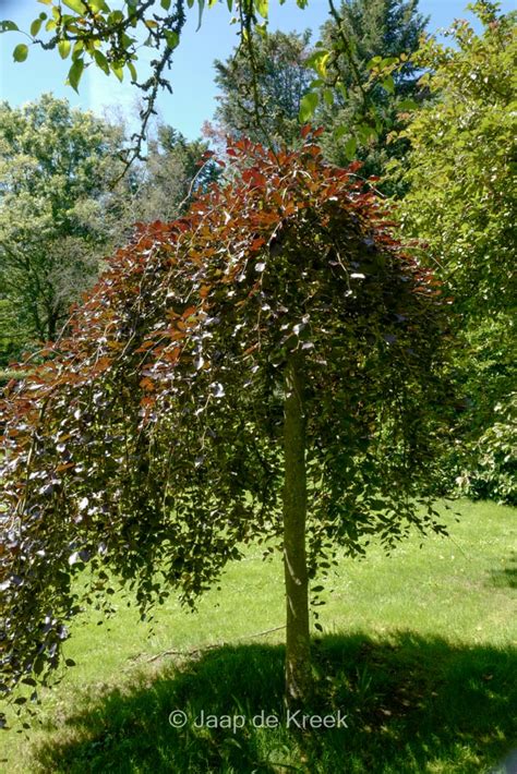 Fagus Sylvatica Purpurea Pendula Plantentuin Esveld