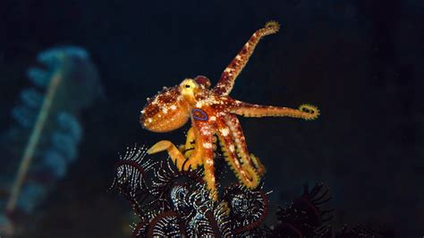 Cephalopod Species