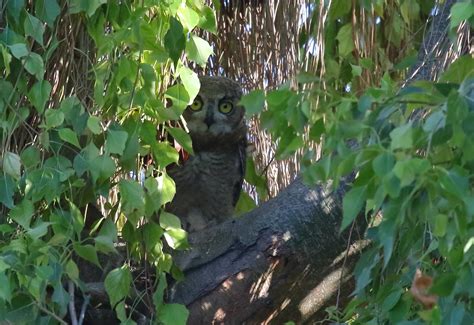 Great Horned Owl Chick At Borrego Springs Greg In San Diego