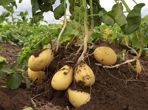 Setting up success with good potato crop establishment | Yara Australia