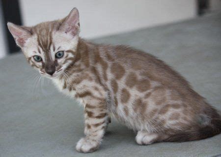 mink snow bengal. mink bengal. mink snow | Bengal kitten, Bengal cat ...