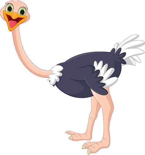 Ostrich Clip Art, Vector Images & Illustrations - iStock