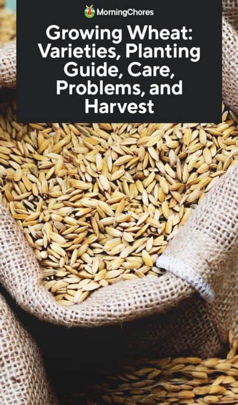 Growing Wheat Varieties Planting Guide Care Problems And Harvest