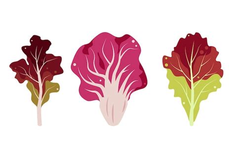 Conjunto De Folhas De Salada Vermelha Radicchio Lolo Rosso Coral