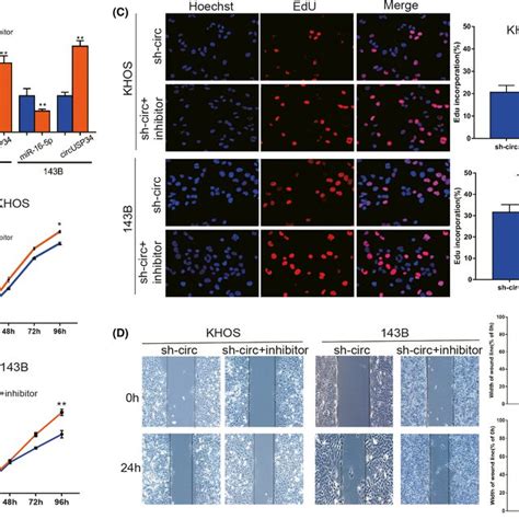 Mir P Inhibitor Reversed The Antitumor Function Of Shcircusp A