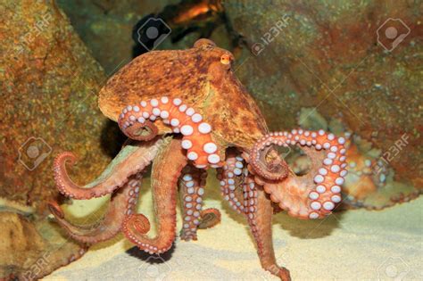 マダコ日本のタコ 写真素材 - 28570361 | Common octopus, Giant pacific octopus, Octopus