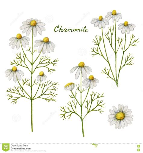 Ромашка аптечная рисунок (42 фото) скачать бесплатно