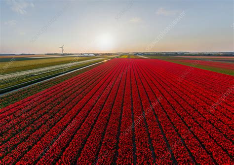 Aerial view of a tulip field, The Netherlands - Stock Image - F038/9005 - Science Photo Library