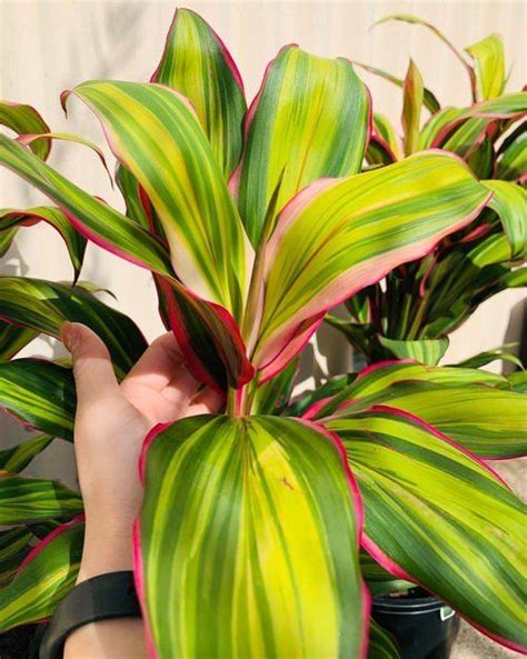 19 Pretty Cordyline Varieties You Can Grow Indoors Best Ti Plants